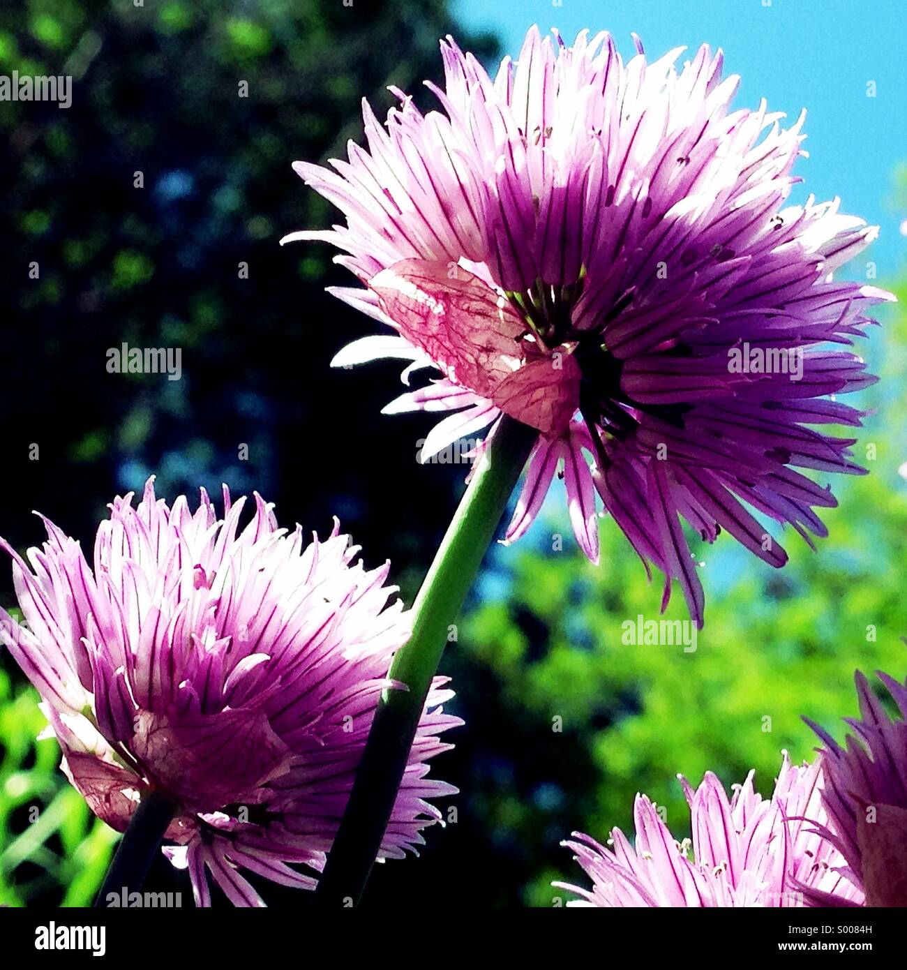 Flowering chives Stock Photo
