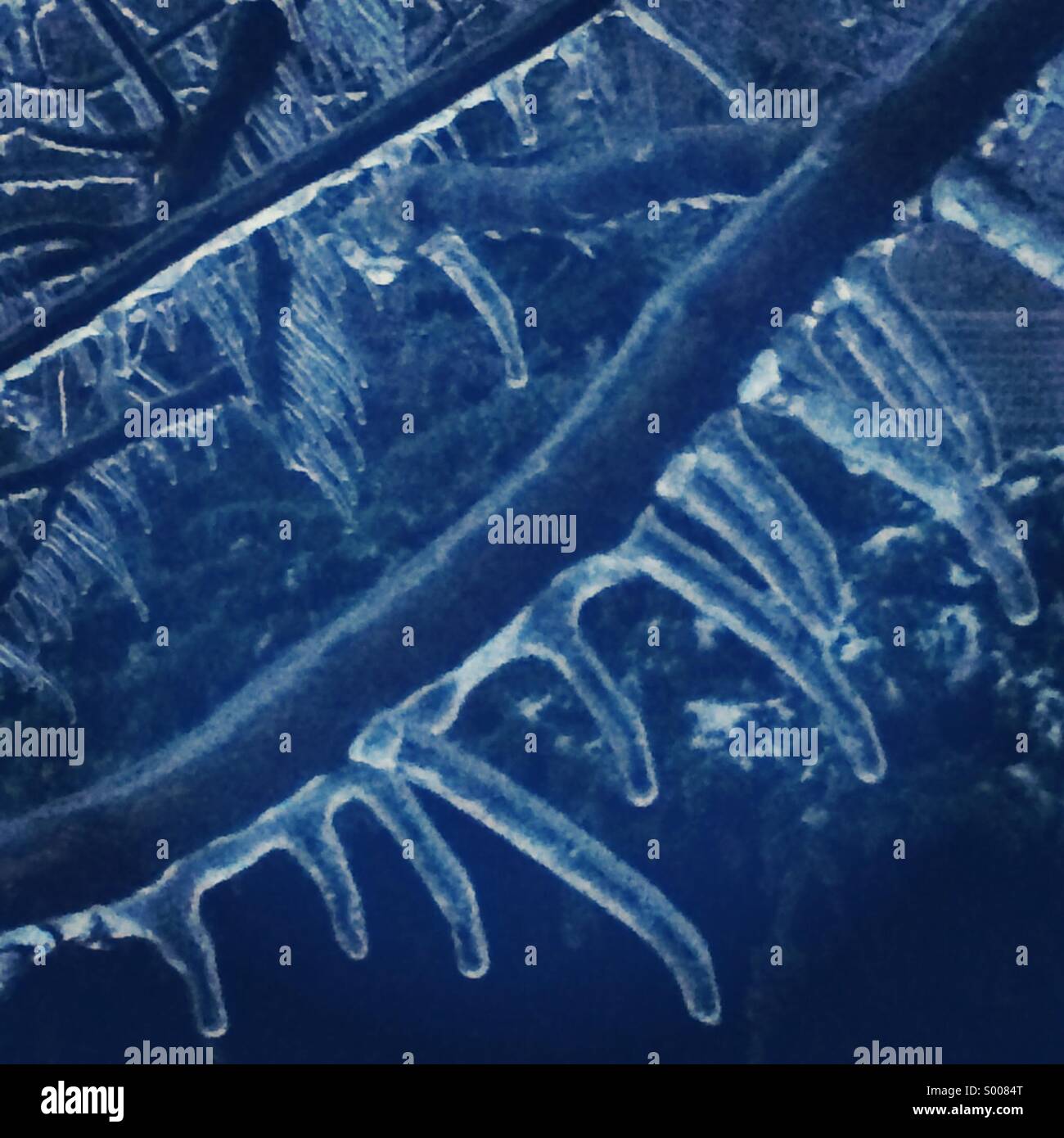 Ice on tree branch - Smartphone Captured Stock Image