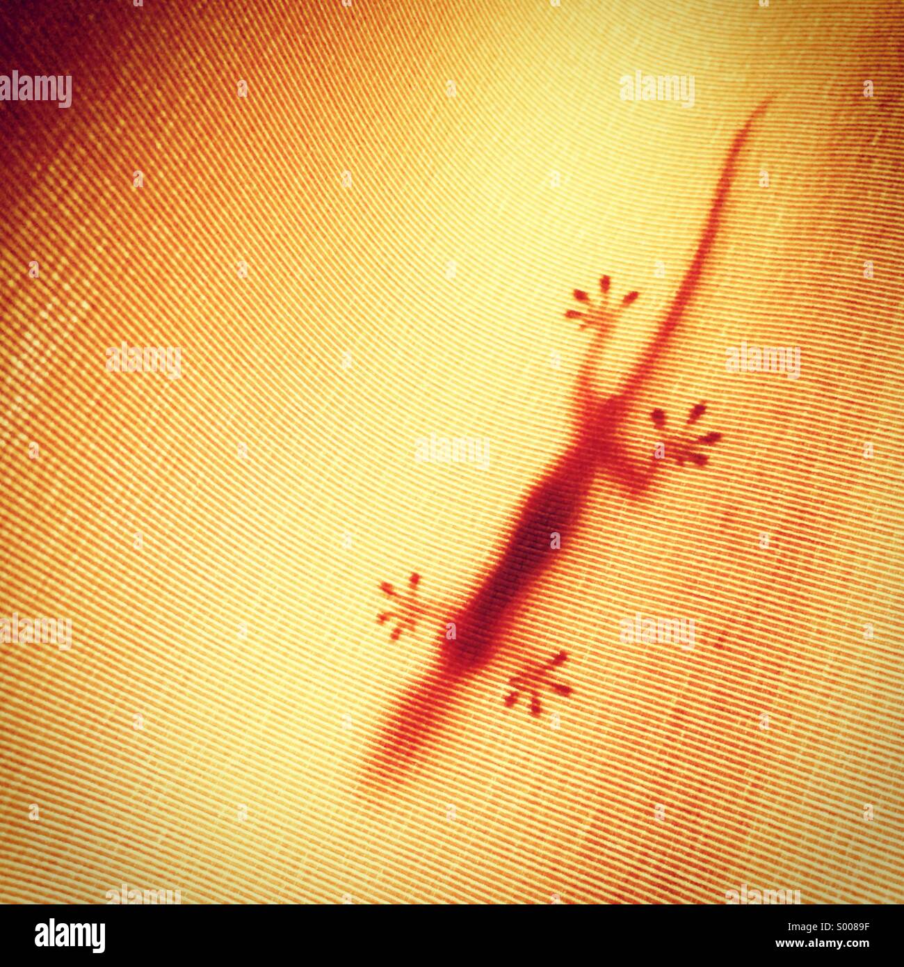 Small lizard behind fabric Stock Photo