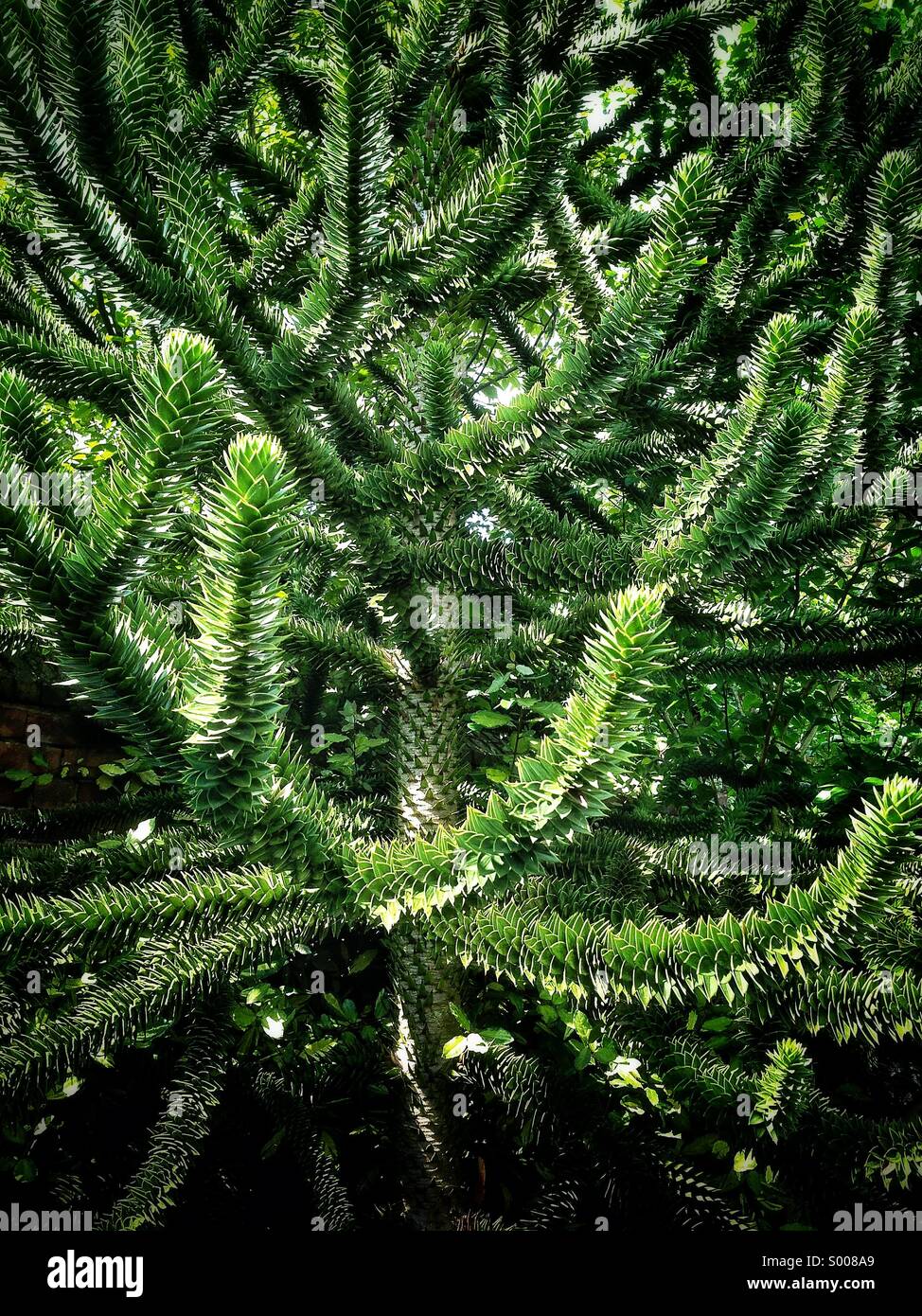 Monkey tree hi-res stock photography and images - Alamy