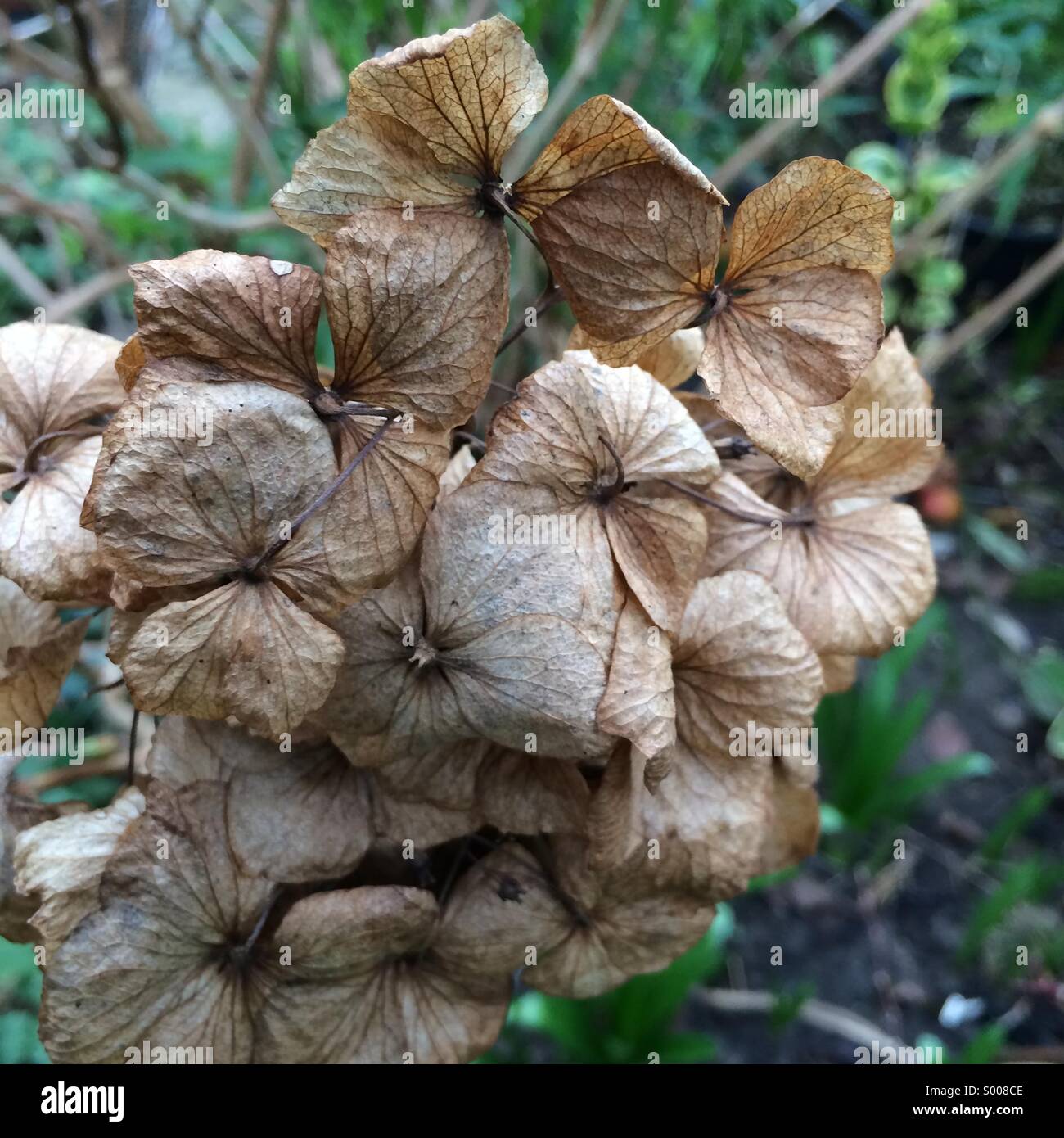 Dried Hydrangea leaves Stock Photo Alamy