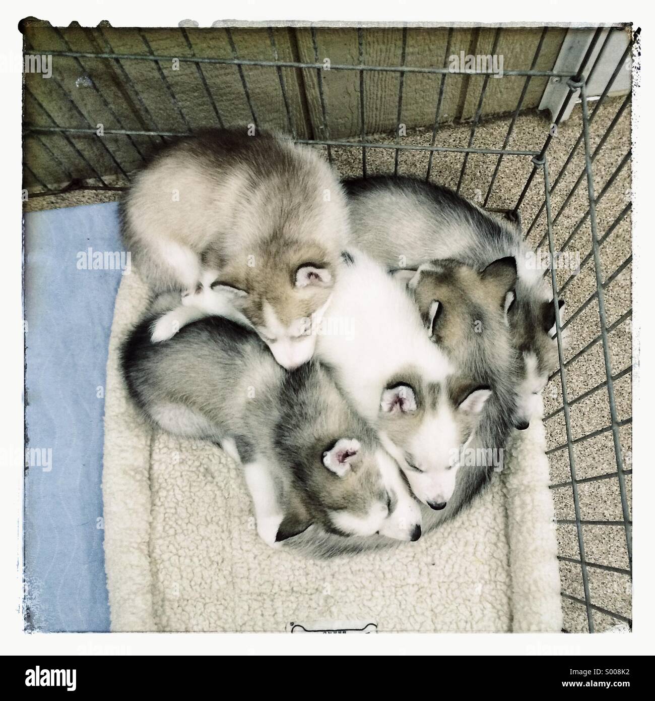 Litter of Siberian Huskies Stock Photo