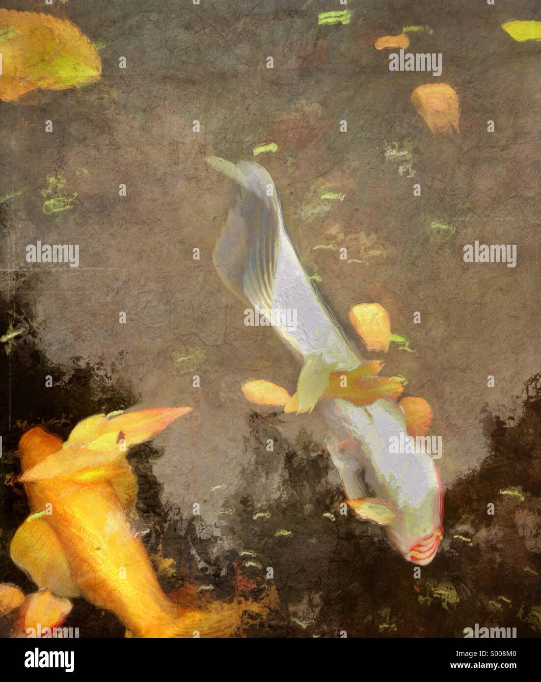 Abstract of beautiful Japanese koi swimming in pond at the Japanese gardens in Portland, Oregon - Smartphone Captured Stock Image