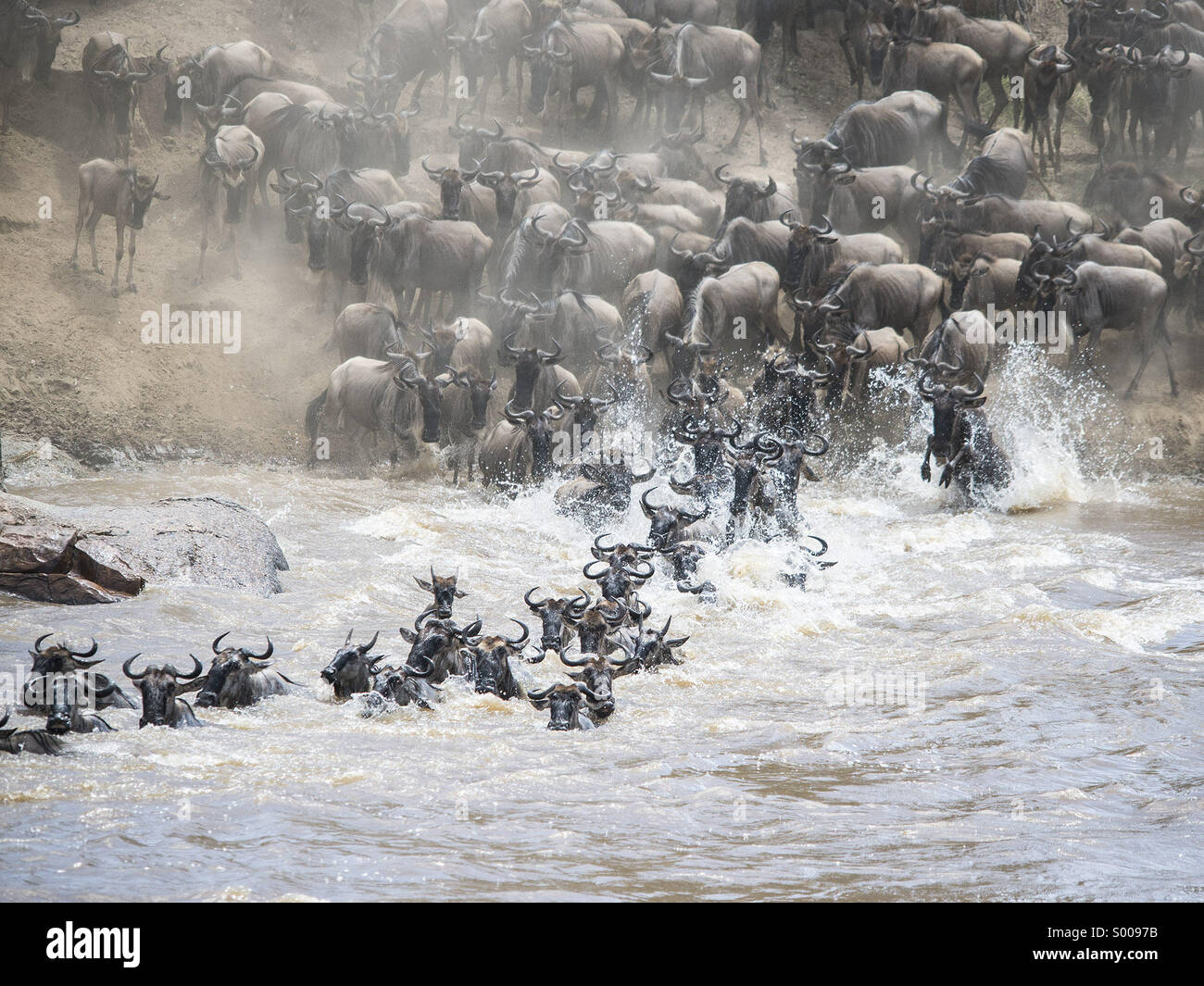 Wildebeest crossing Mara River Stock Photo