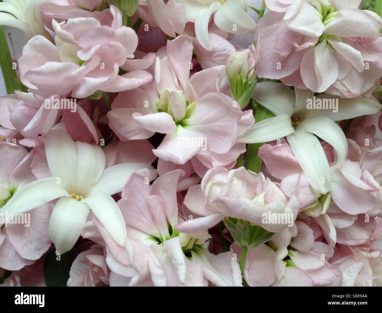 Pink and white flowers - Smartphone Captured Stock Image