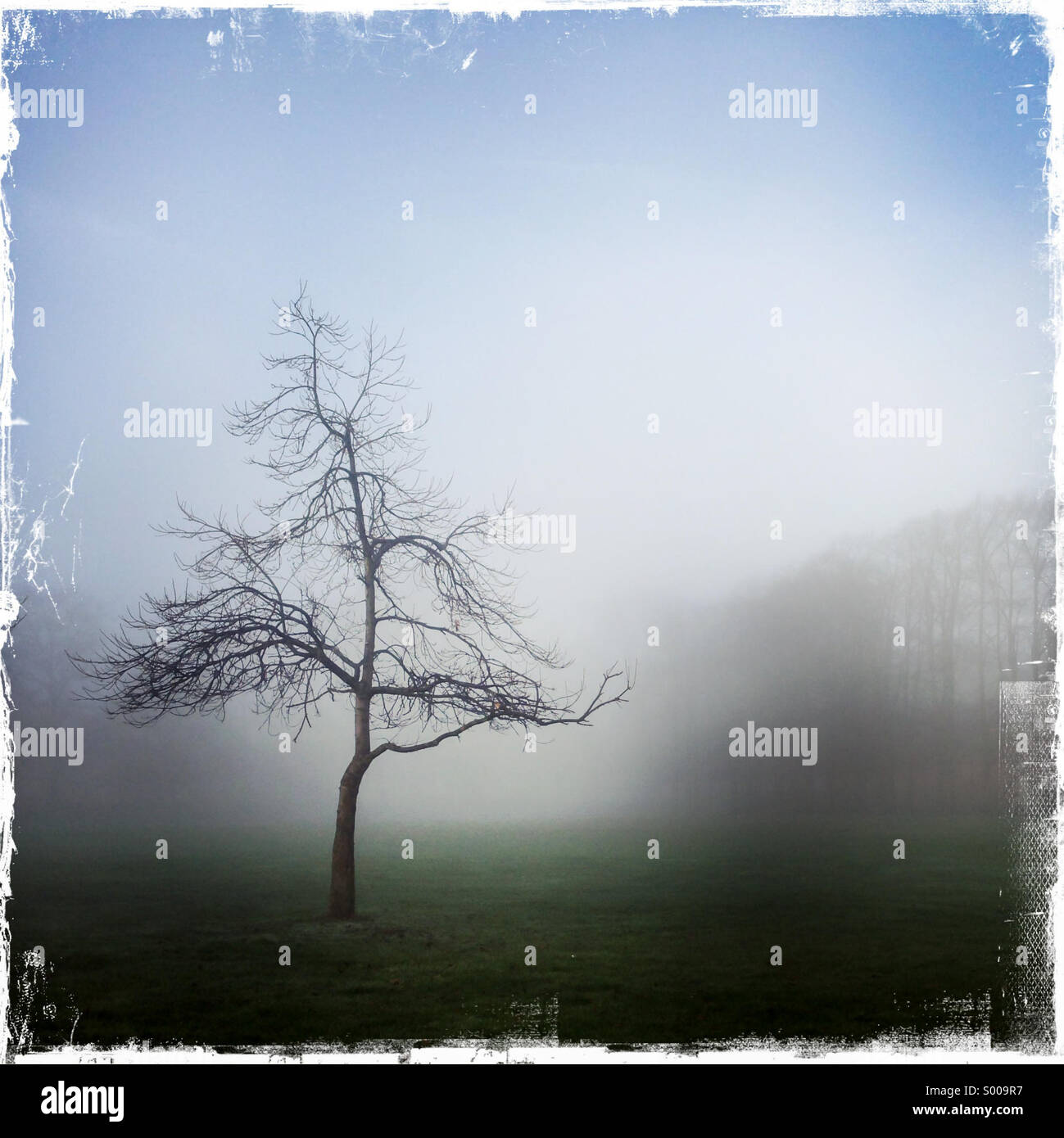 Tree isolated in fog - Smartphone Captured Stock Image