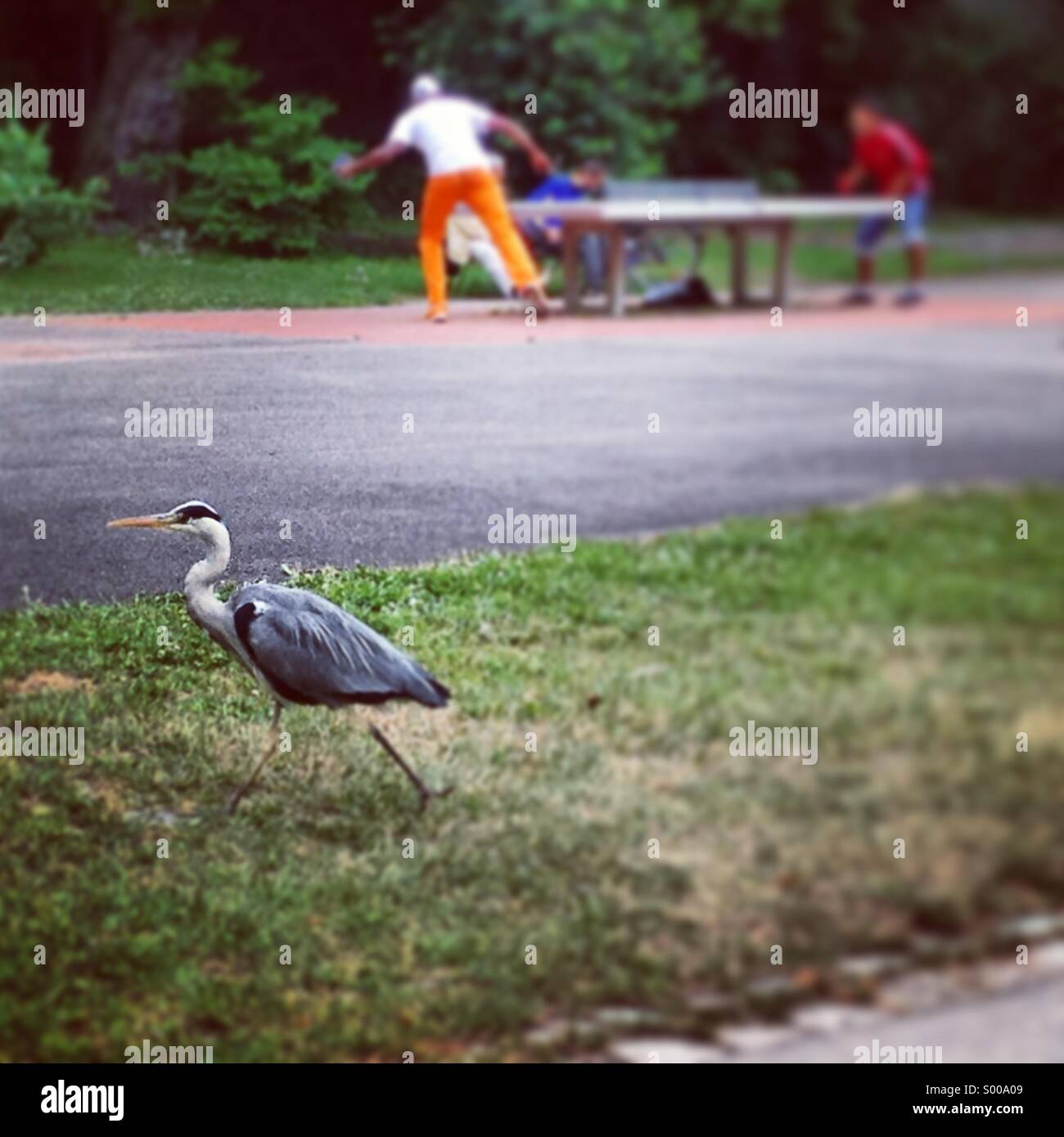 Grey heron takes a walk in the park, Stuttgart. - Smartphone Captured Stock Image