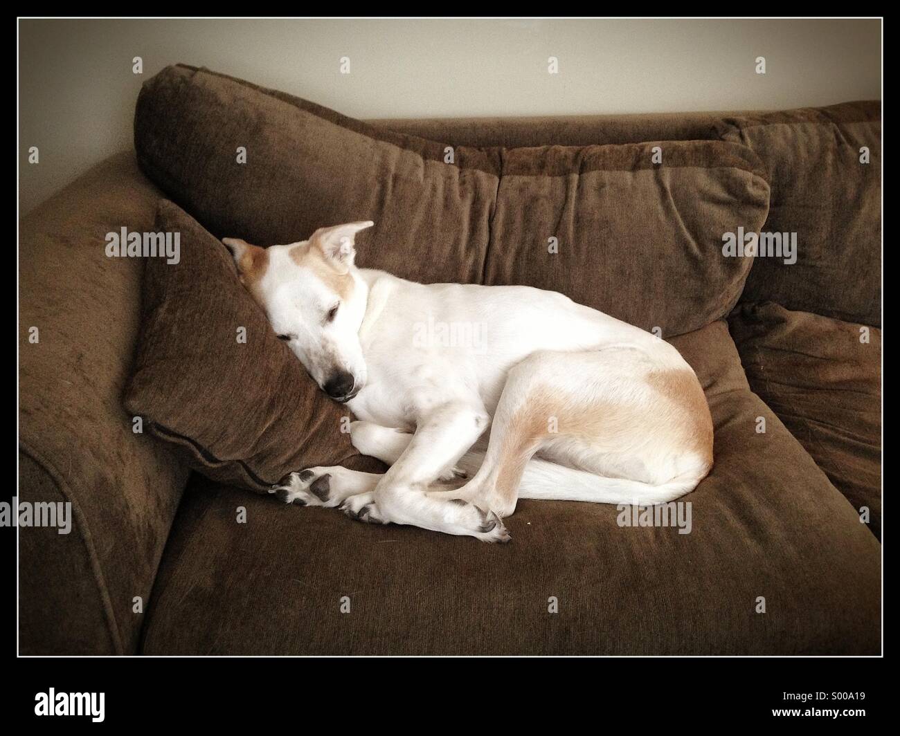 A dog sleeping on a couch Stock Photo Alamy