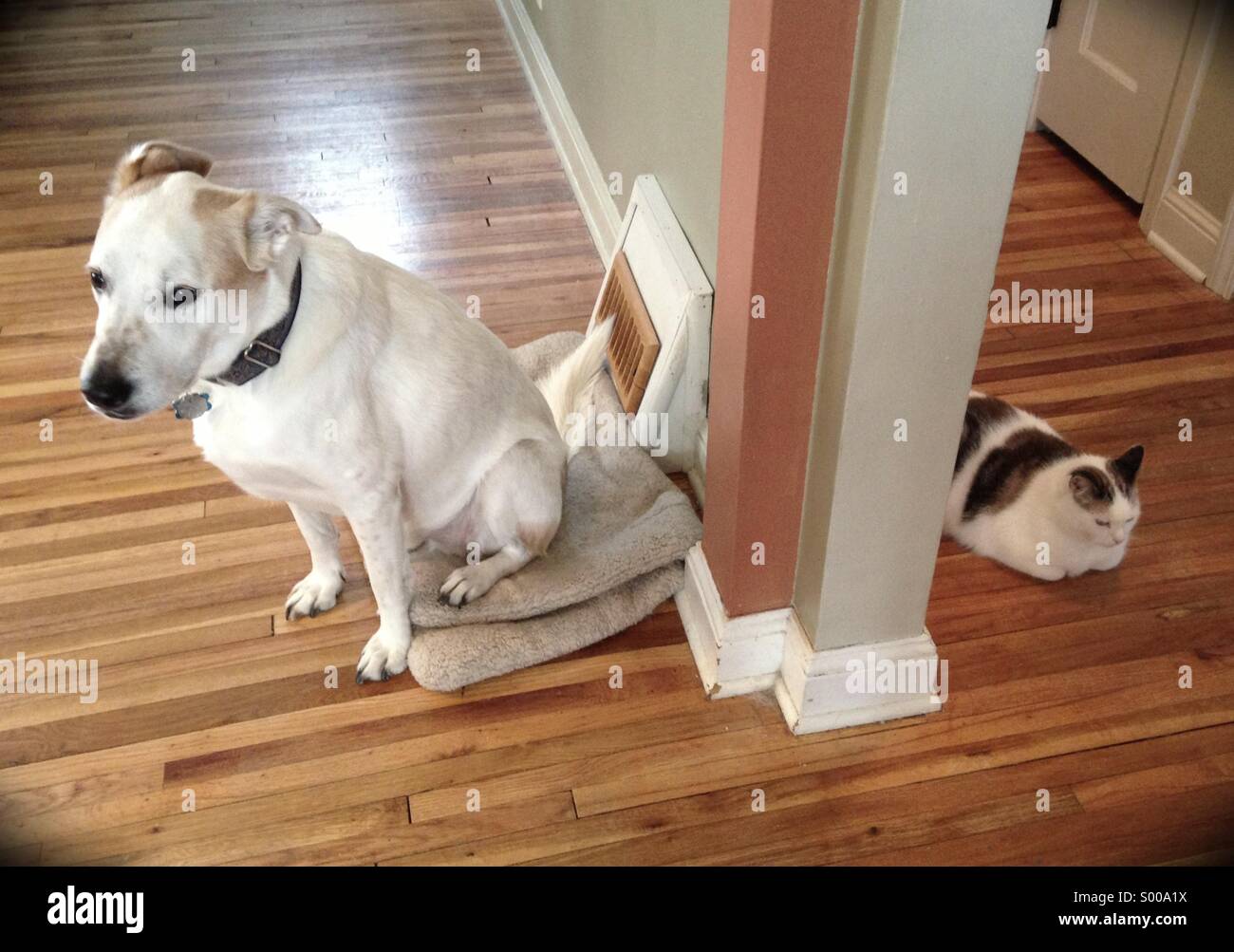 Cat with dog separated hires stock photography and images Alamy