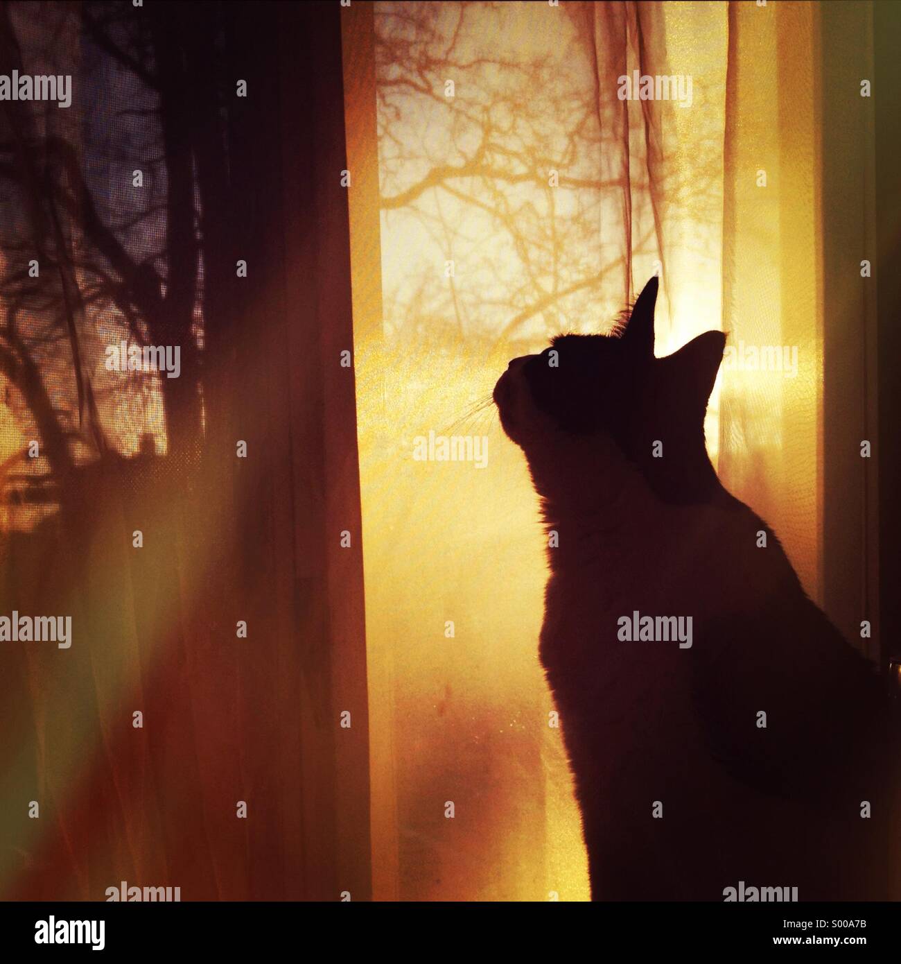 A silhouetted cat looking through a window at sunset Stock Photo