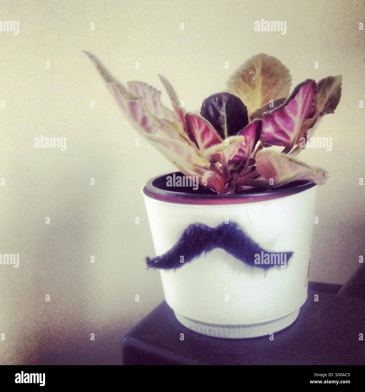 A houseplant wearing a fake mustache Stock Photo