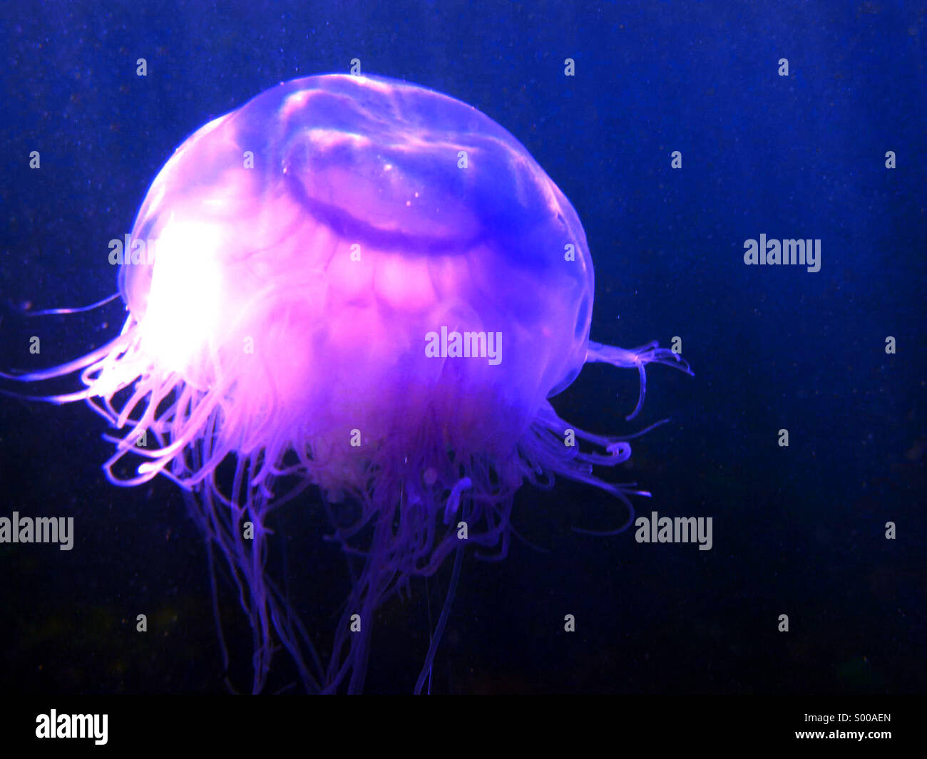 Jellyfish in the ocean Stock Photo