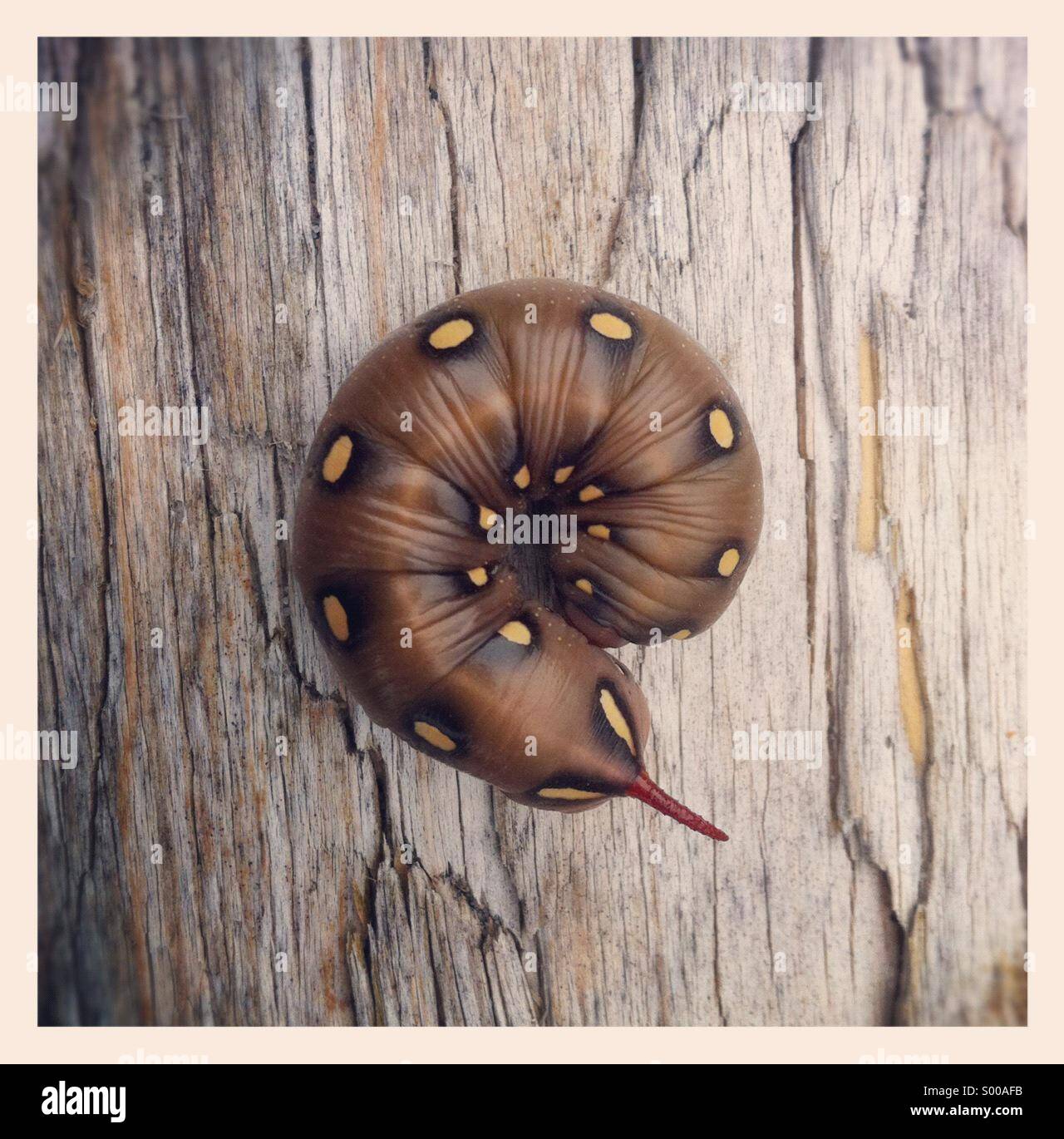 Sucia Island High Resolution Stock Photography and Images Alamy