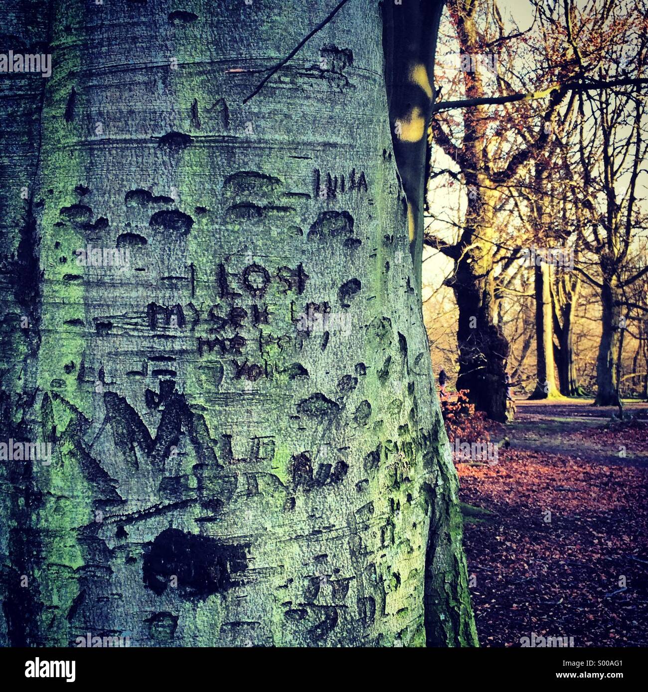 Tree carving at Hampstead Heath London Stock Photo Alamy