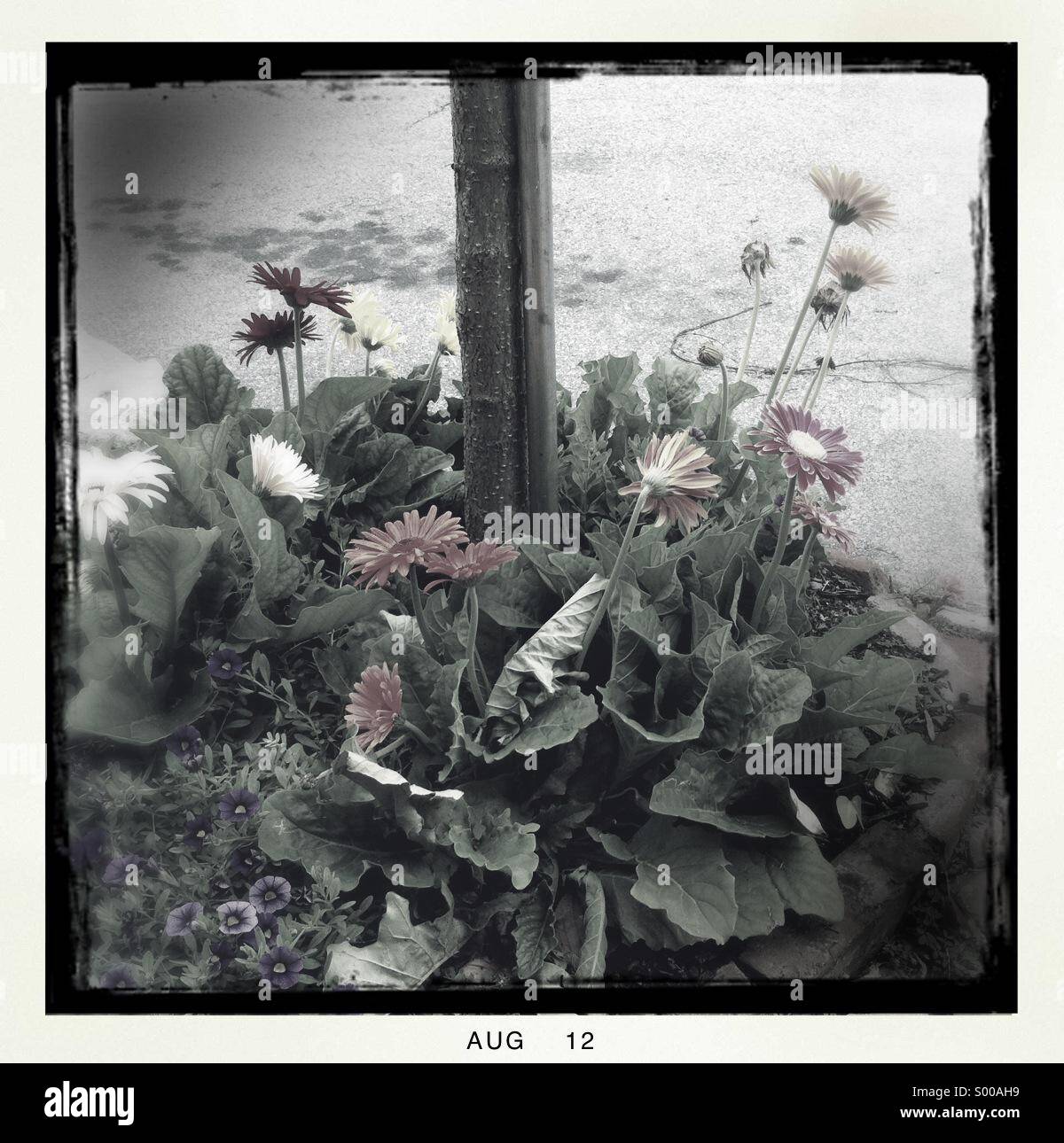 Stop sign bloom Stock Photo Alamy