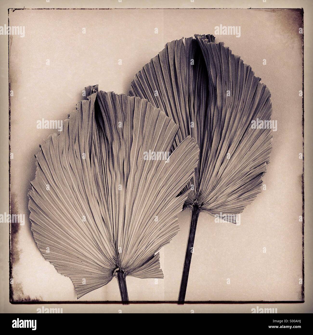 Large Leaves - Smartphone Captured Stock Image