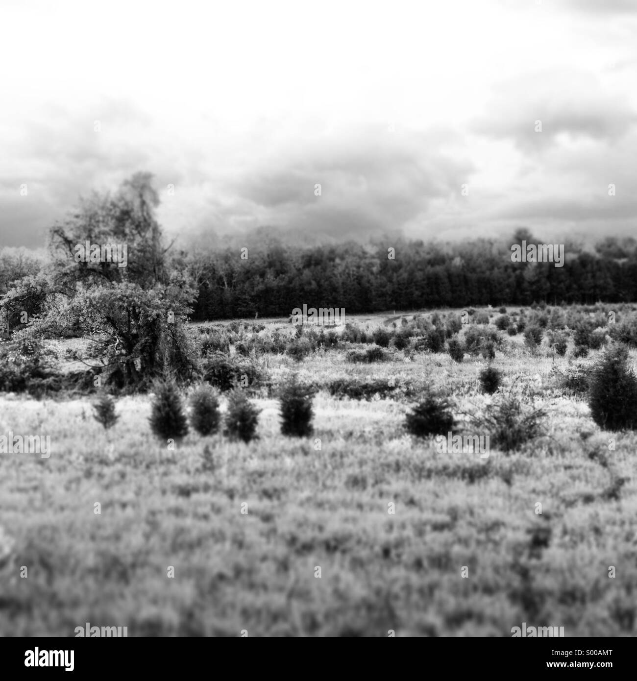 Meadow Black and White Stock Photos & Images - Alamy