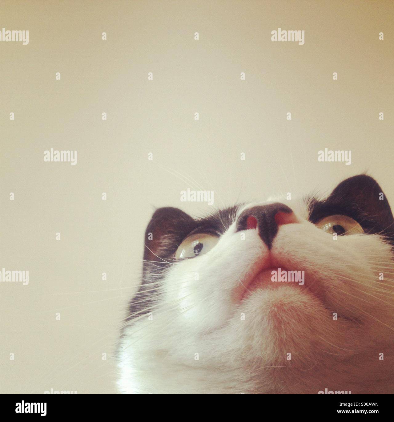Looking up at the underside of a cat's chin Stock Photo