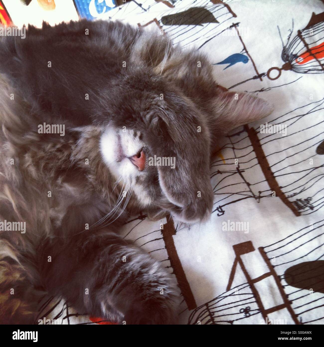 Cat sleeping with paw over eye Stock Photo Alamy