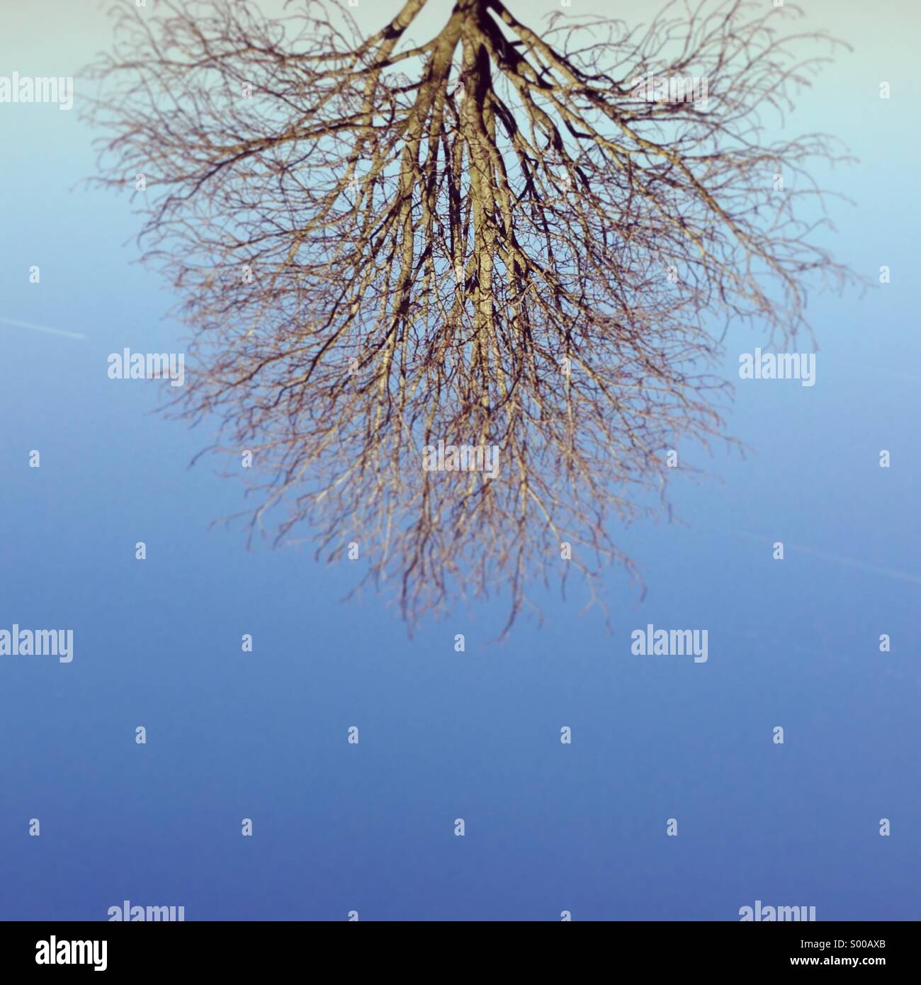 Winter tree branches look like roots Stock Photo - Alamy