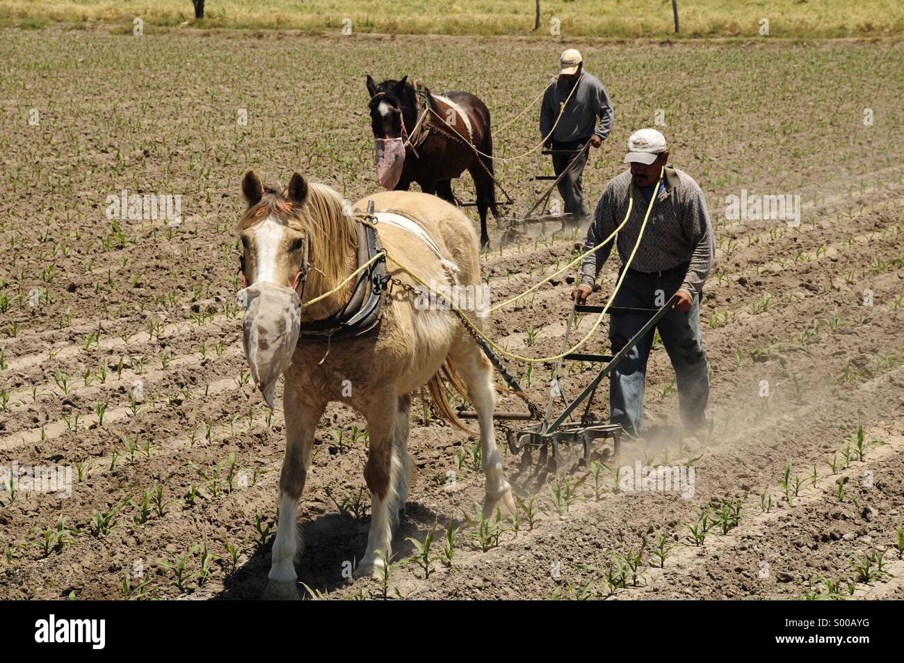 Agriculture in mexico Stock Photo Alamy