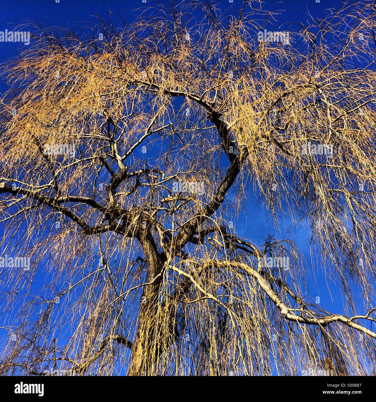 Weeping willow in winter Stock Photo Alamy