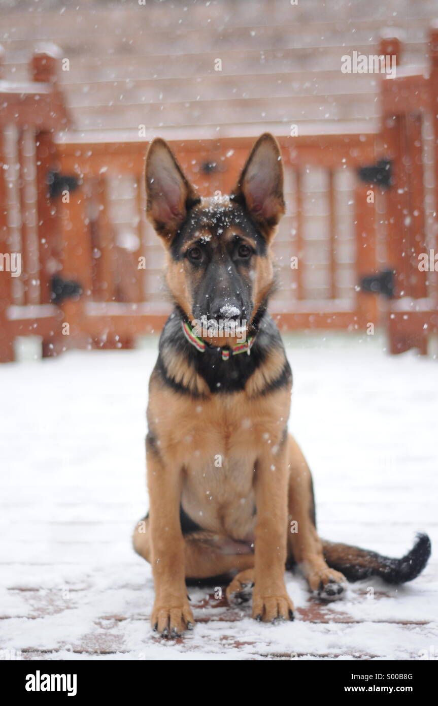 German Shepherd Dog in the snow Stock Photo - Alamy