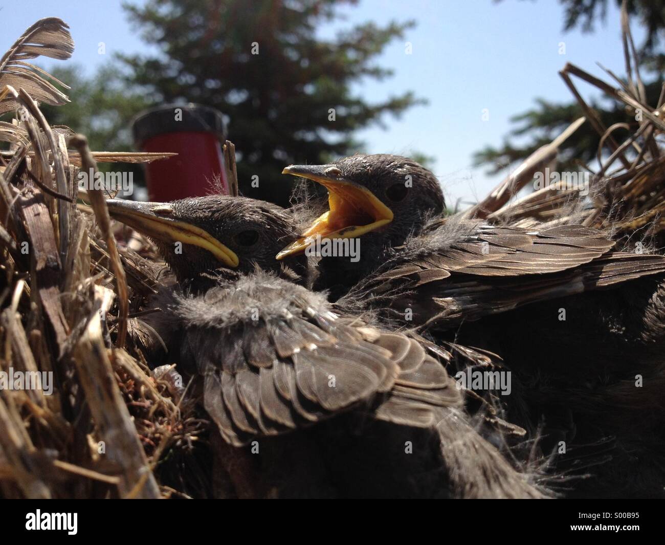 Baby birds in a nest. - Smartphone Captured Stock Image