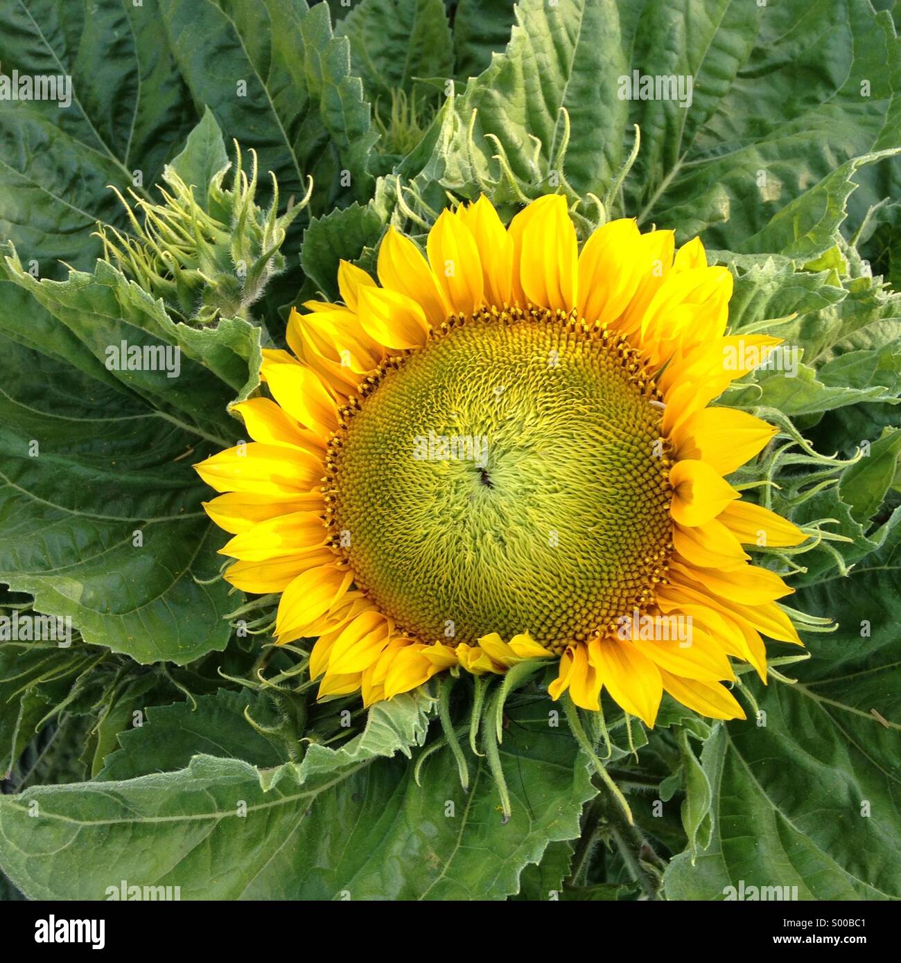 Sunflower, California Stock Photo