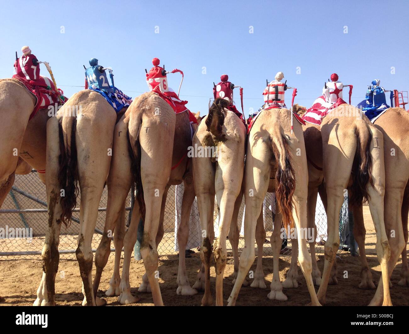 Camels waiting to race at race track in Dubai with small remote controlled robot jockeys - Smartphone Captured Stock Image