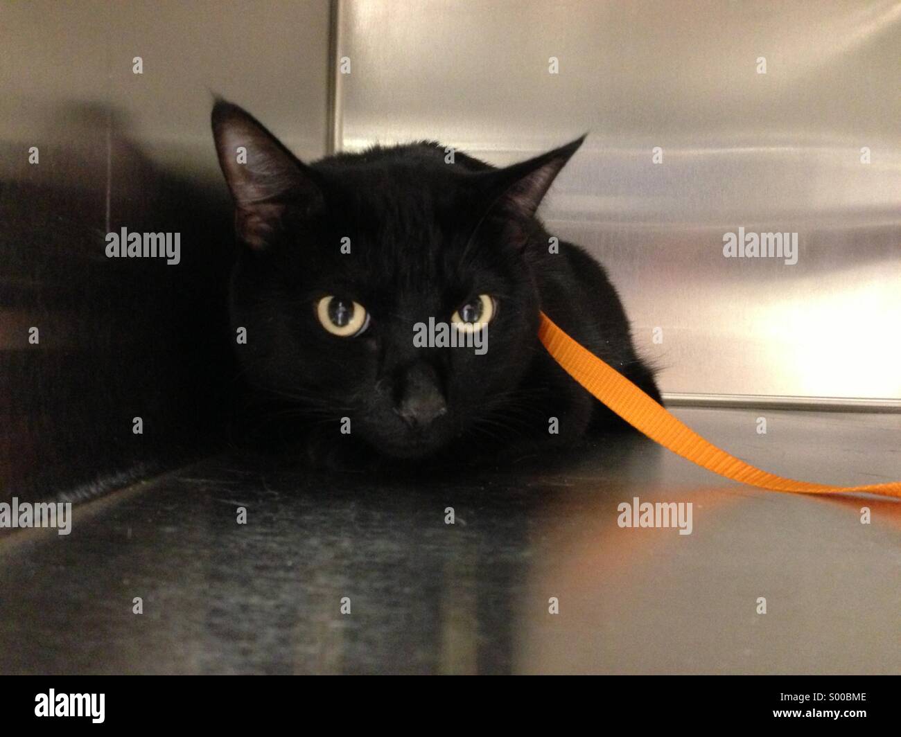 Black cat in a kennel Stock Photo Alamy