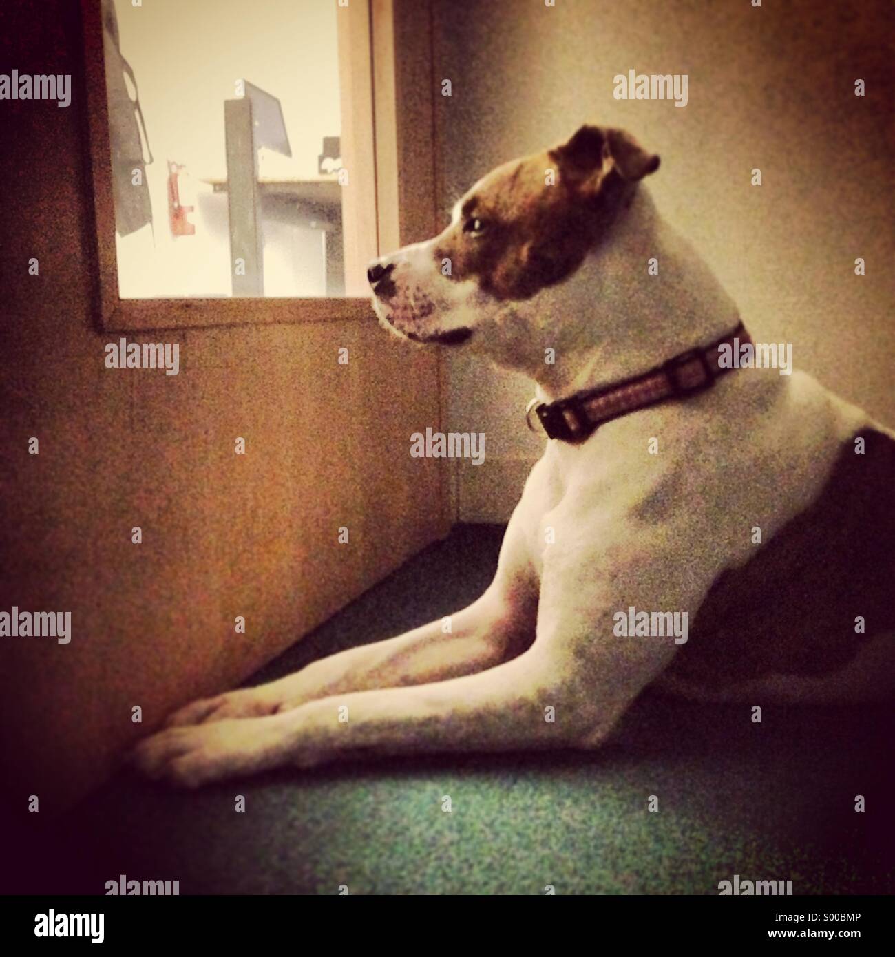 A Pit bull terrier dog gazes out a door window Stock Photo