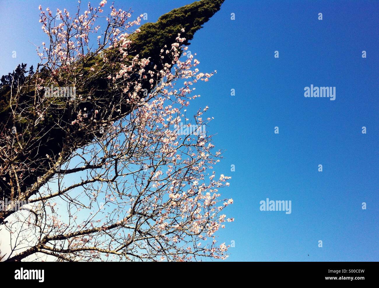 Spring in Winter Stock Photo