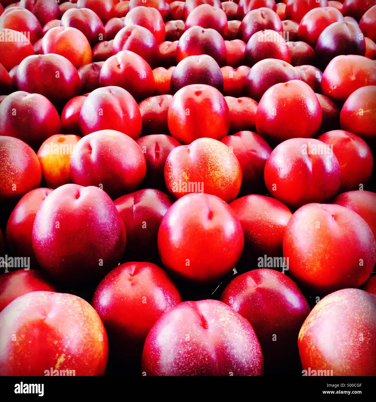 Rows and rows of plums - Smartphone Captured Stock Image