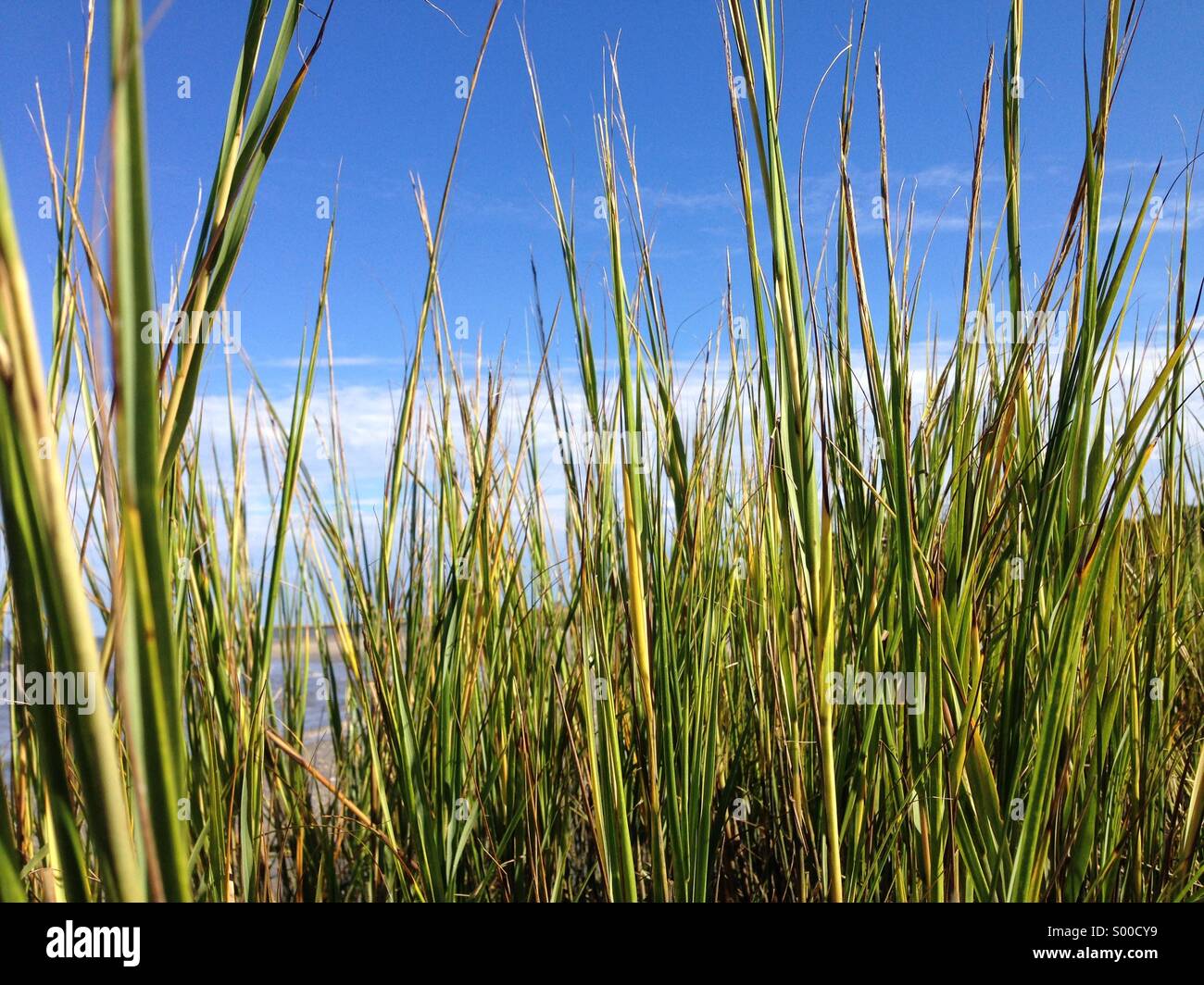 Marsh grass close up hi res stock photography and images Alamy