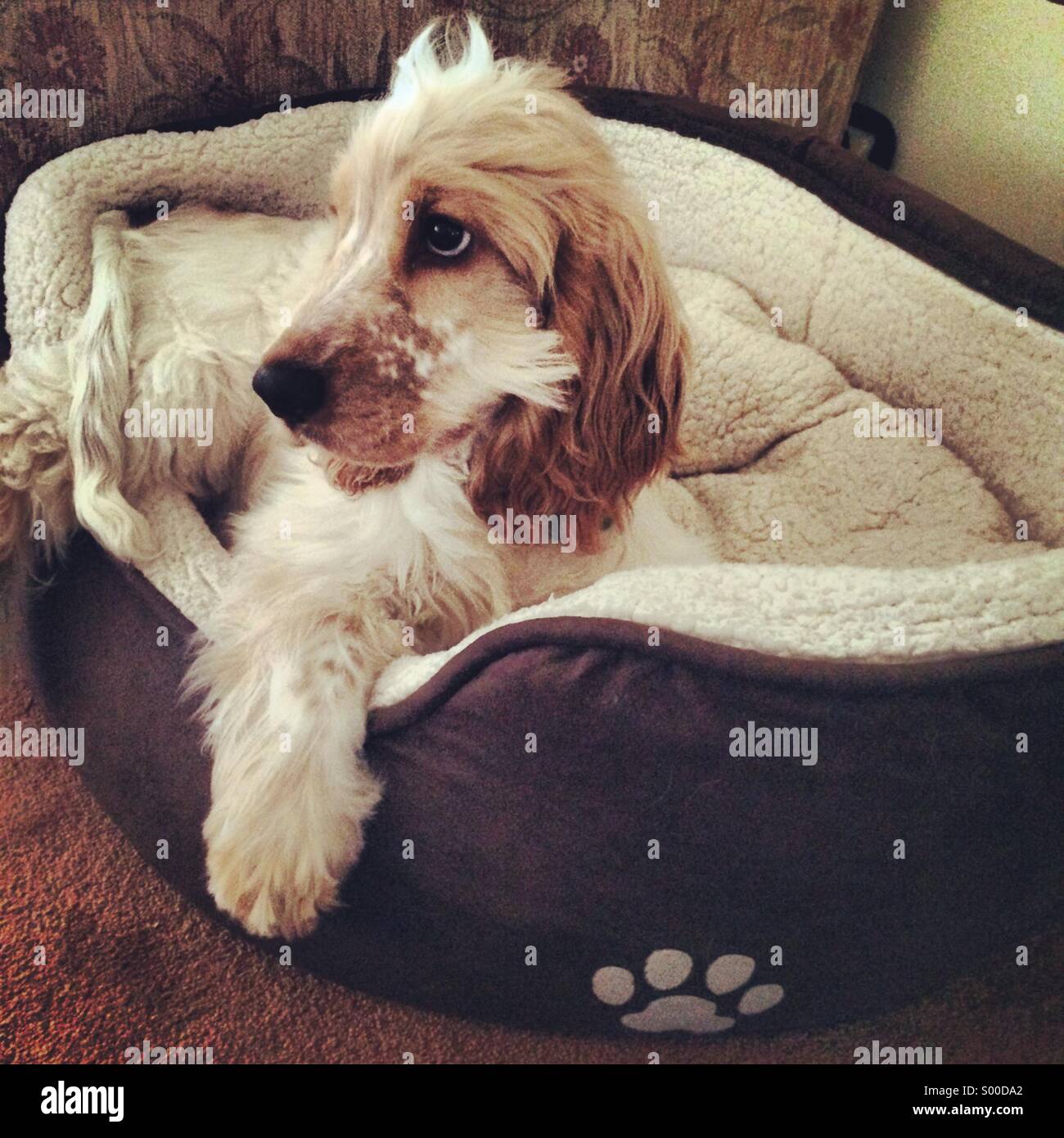 Puppy in his bed Stock Photo Alamy