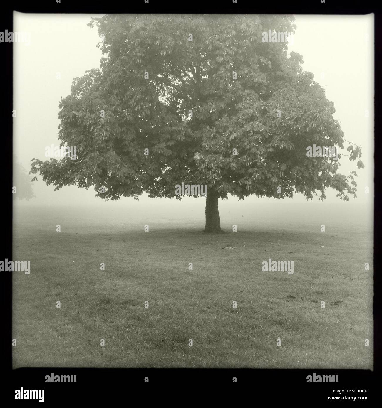 Black White Oak Tree High Resolution Stock Photography and Images - Alamy