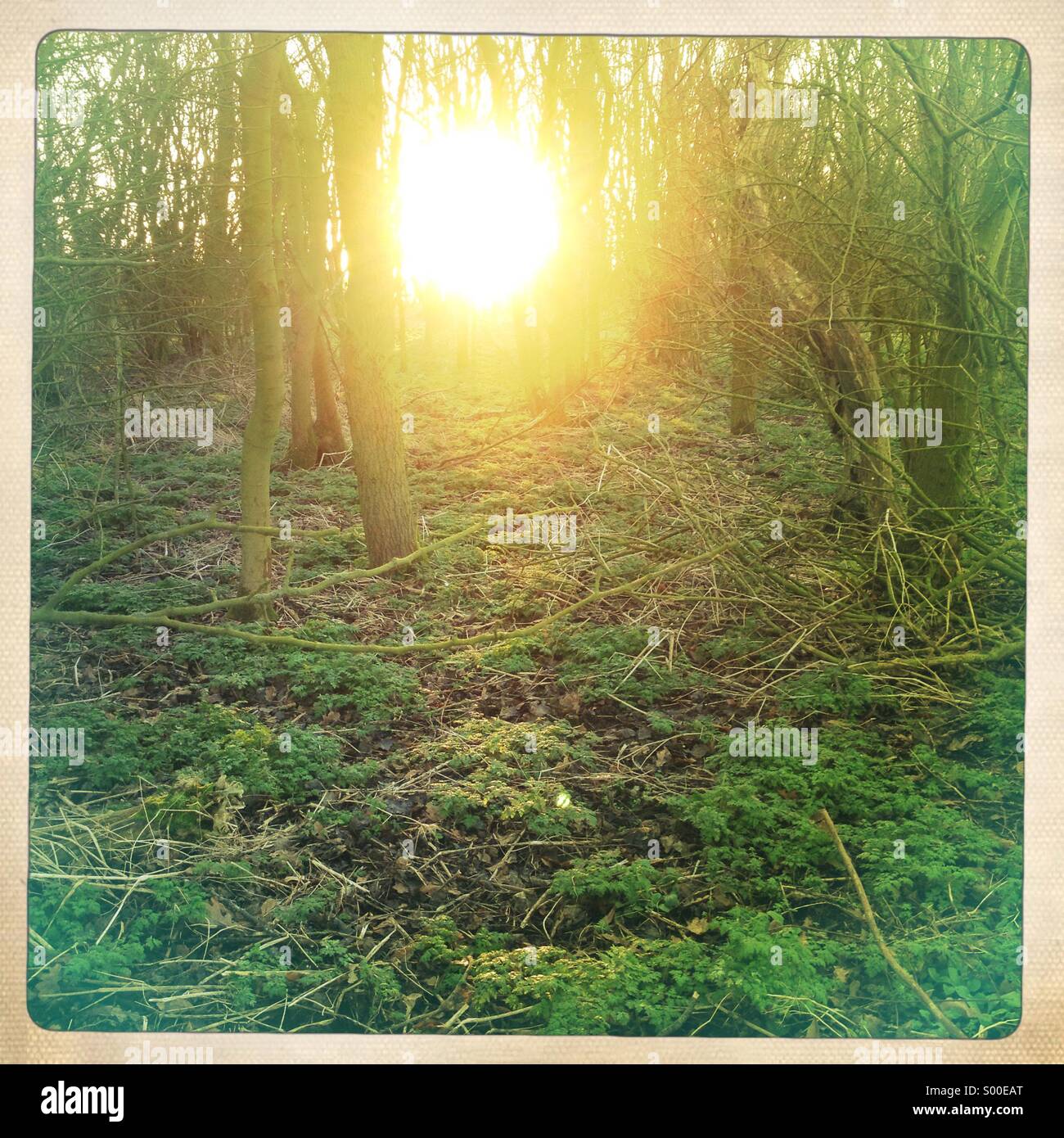 Low winter sun through woodland - Smartphone Captured Stock Image