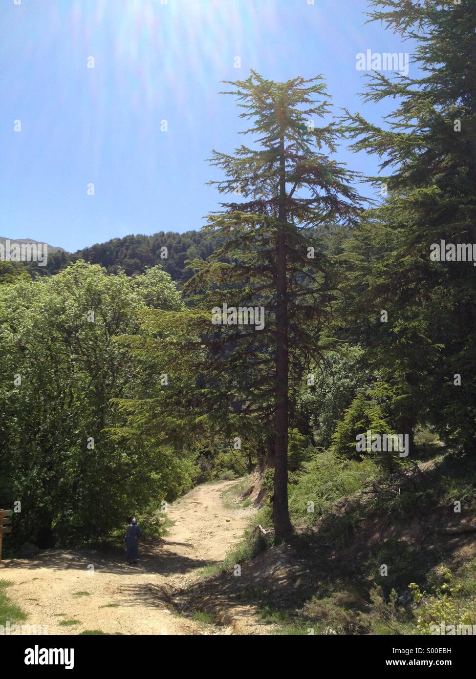 Ehden Nature reserve in Lebanon , Middle East - Smartphone Captured Stock Image