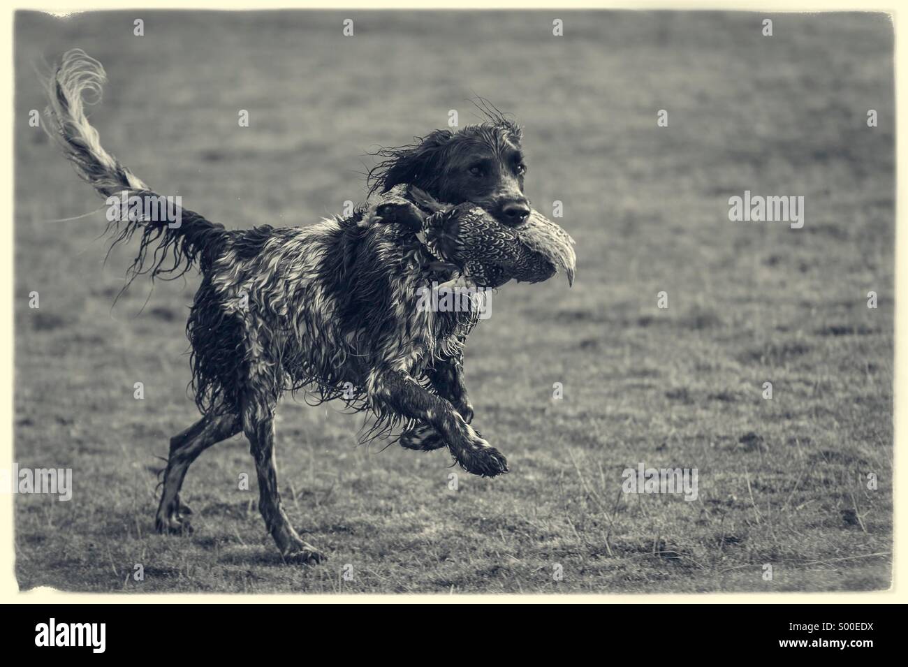 Gun dog with pheasant in its mouth Stock Photo