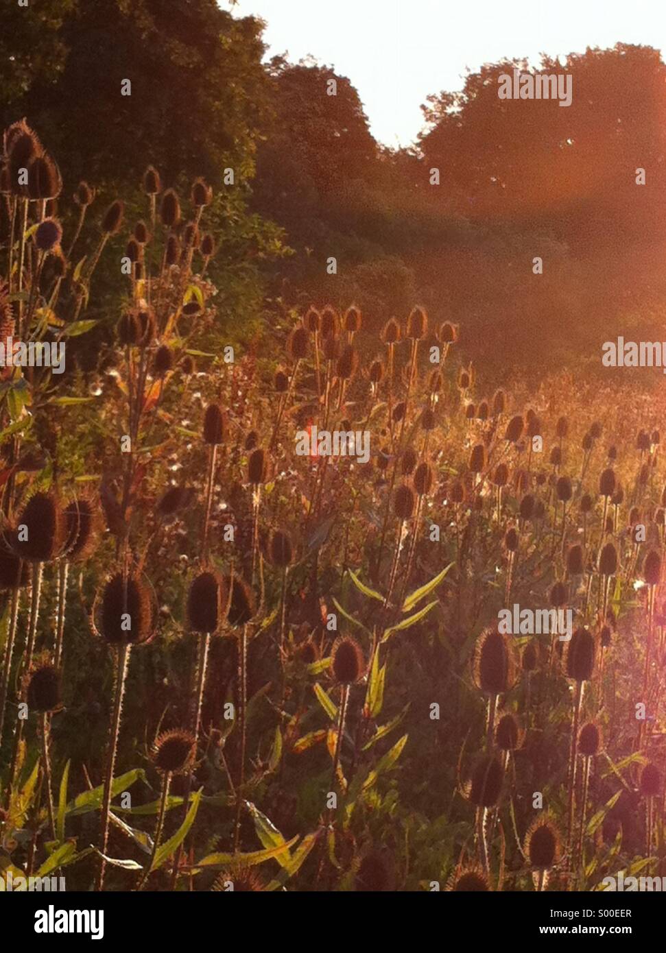 Low sun over teasel, English country dusk Stock Photo