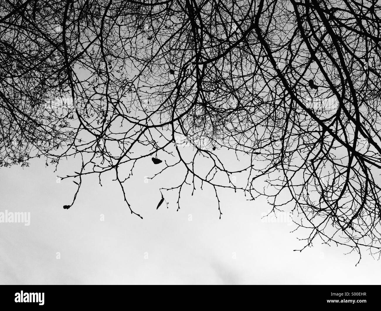 Branches of tree in winter Stock Photo