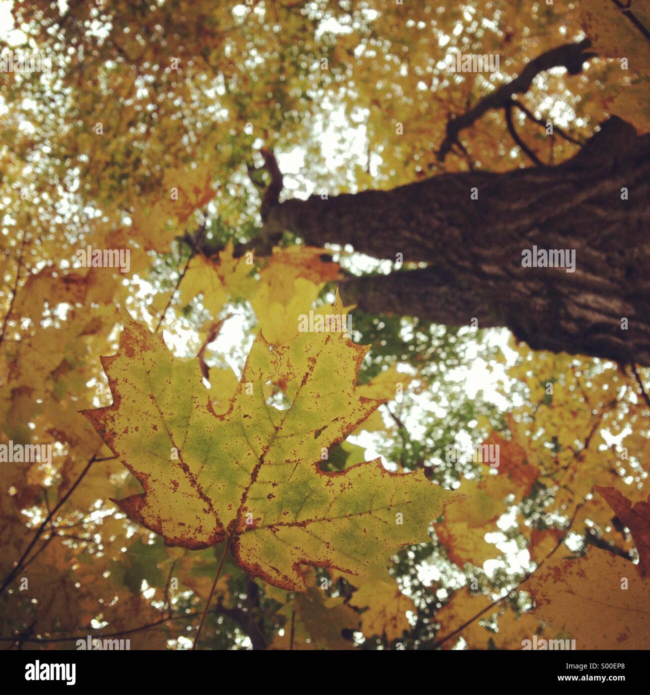 Fall maple tree in Canada Stock Photo