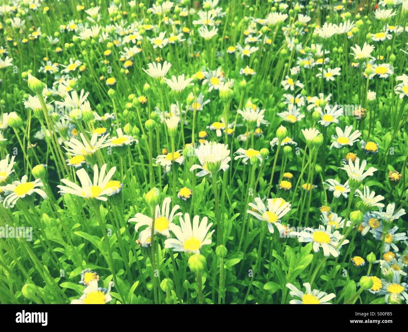 Daisy flowers field Stock Photo