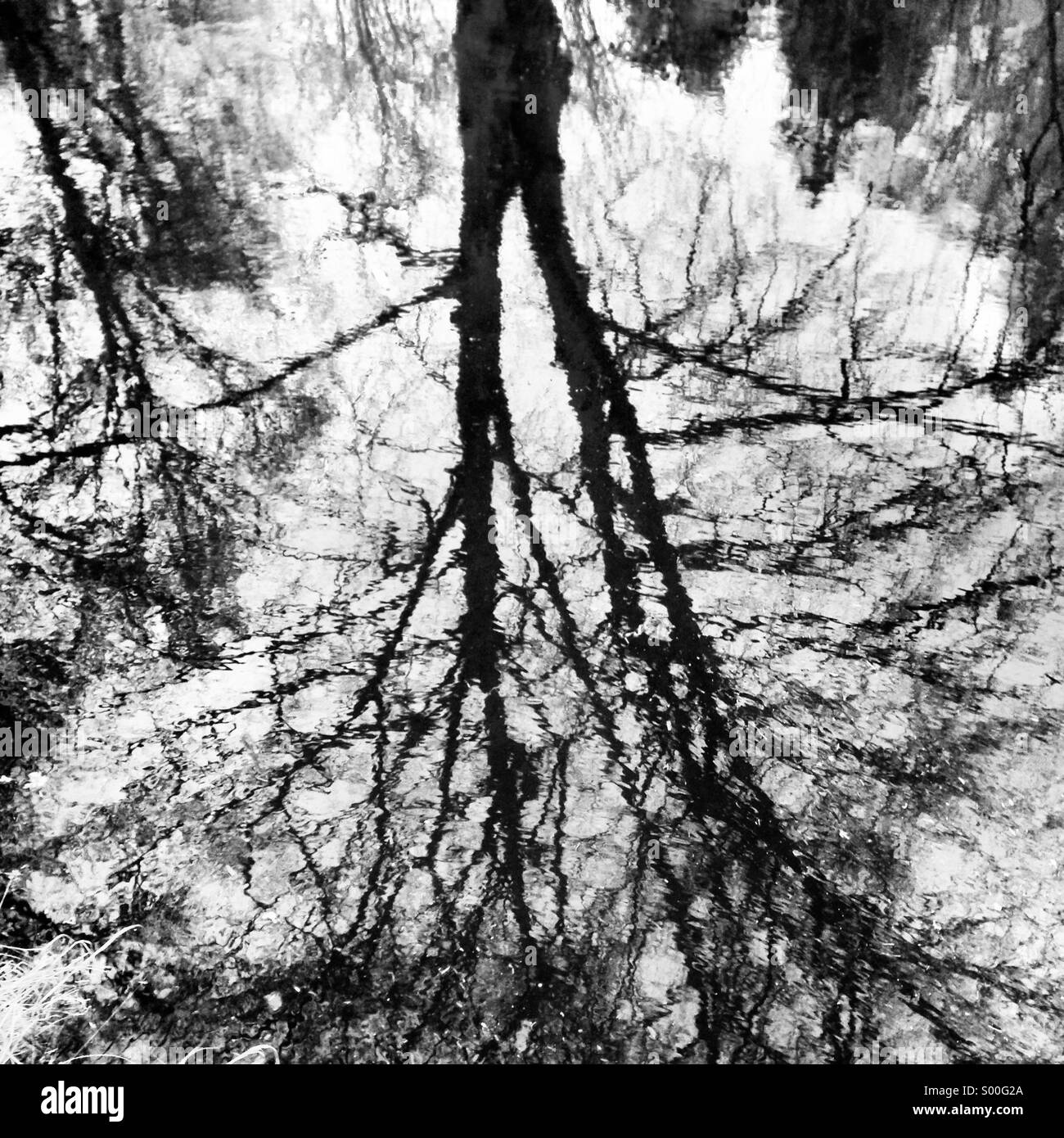 Tree and reflection hi-res stock photography and images - Alamy