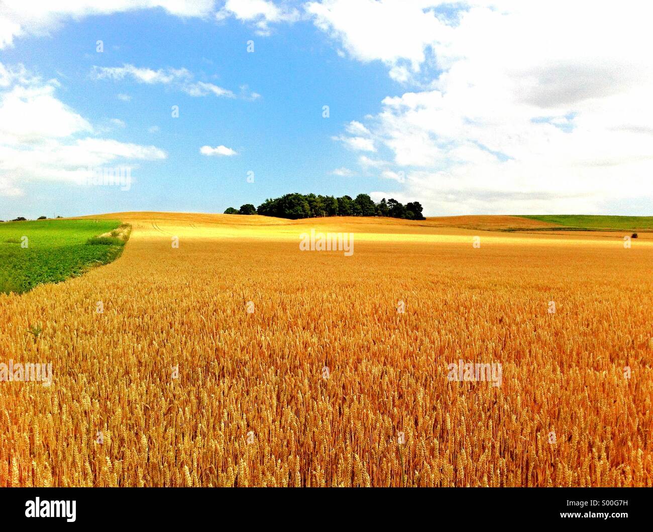 England Suffolk Landscape field of Barley with Tree copse on skyline summertime Stock Photo