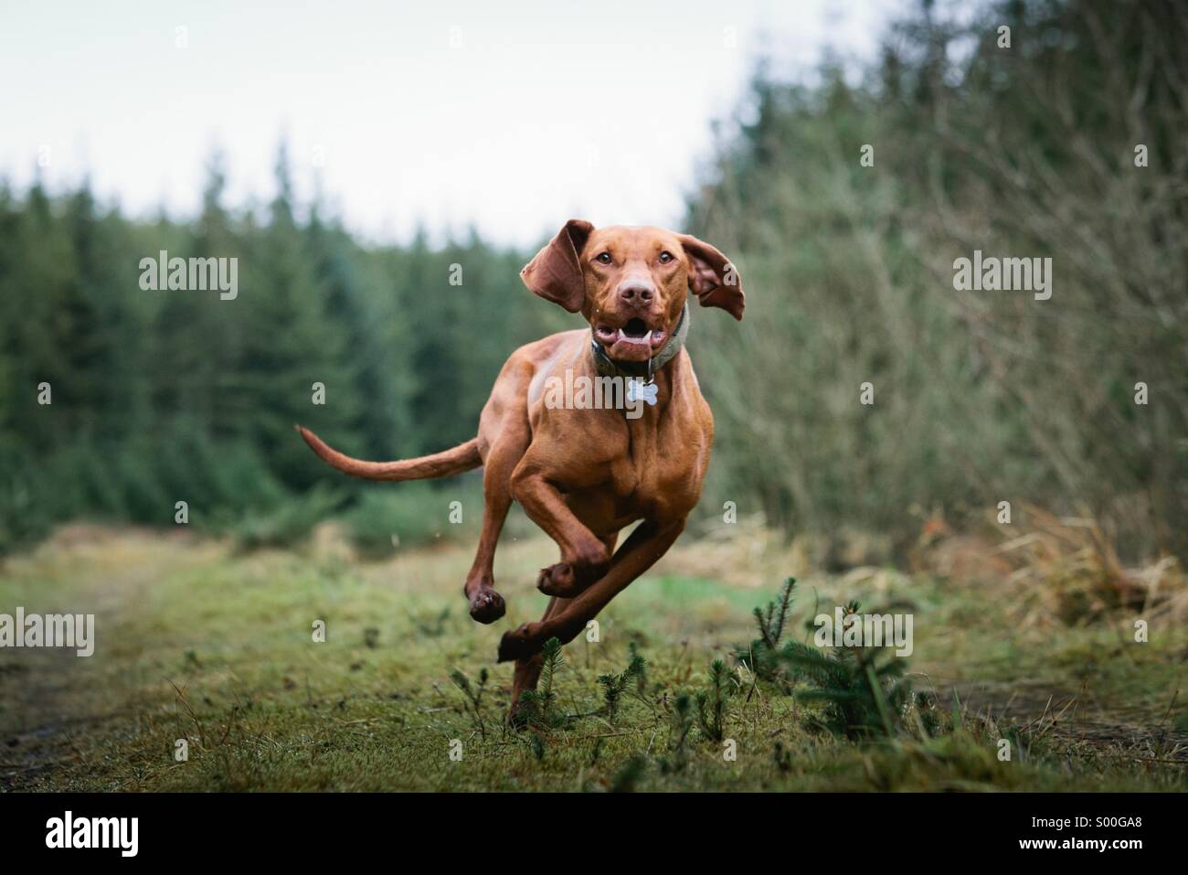Hunting dog running towards the camera in the woods Stock Photo - Alamy