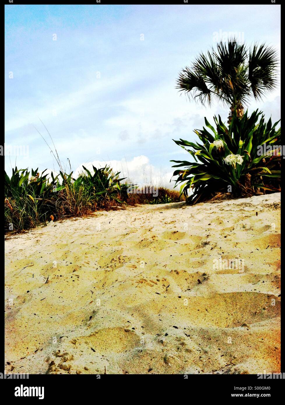 Sand Dunes, St. Augustine Beach, FL, USA Stock Photo Alamy