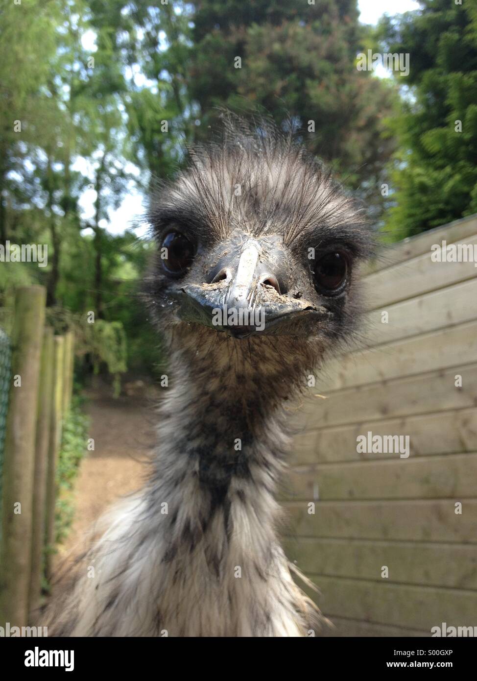 Funny Emu Stock Photo Alamy