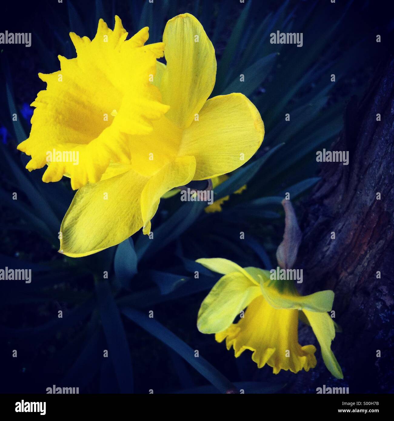 Yellow daffodil flowers in spring season Stock Photo Alamy